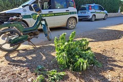 Le Guardie Campestri di Andria recuperano una pianta di marijuana