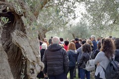 Oleoturismo: sempre più visitatori scelgono la Puglia per esperienze legate all'olio d'oliva