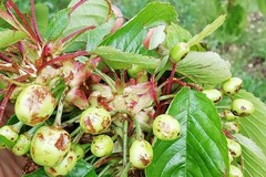 Ciliegie, persi 2 frutti su 3 a causa di nubifragi e grandinate