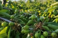 «Azzerata la produzione ad Andria per la grandine», l'allarme di Coldiretti Puglia