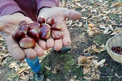 Arrivano le castagne 100% made in Puglia: patrimonio ancora vivo anche sulla nostra Murgia