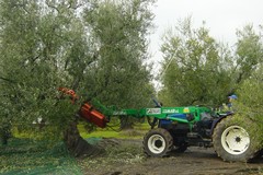 Prezzi al ribasso per l'olio d'oliva di qualità: preoccupazione dal mondo olivicolo
