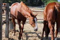 Censiti ben 385mila cavalli in Puglia, utilizzati tra attività sportive e turismo
