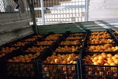 Consumi: Coldiretti Puglia, scorta di vitamina C in Puglia contro i malanni di stagione