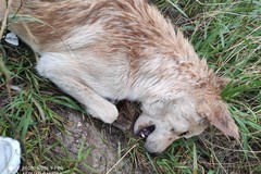 Cane e gatto uccisi in zona San Valentino: l’indignazione dell’associazione OIPA