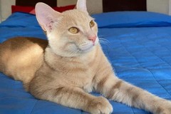 Ad Andria scomparso gatto da casa: l’appello dei proprietari per cercare Winny