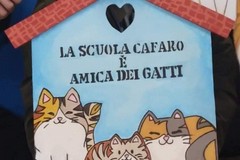 La scuola "Cafaro" di Andria scende in campo a difesa dei gatti di via Stradella