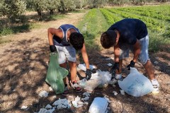 La storia di due "pollicini" verdi e della loro mamma-zia, dal raccogliere verdure ripuliscono la campagna