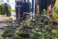 In Puglia quintuplicati i costi per produrre l’olio extravergine d'oliva