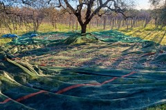 Furti di olive, Coldiretti Puglia: "Rubate anche dai mezzi, in 5 minuti spariscono fino a 30 kg ad albero"