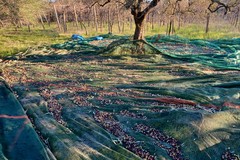 Recuperati oltre 5 quintali di olive dalle Guardie Campestri in contrada Baratelle-Montegrosso
