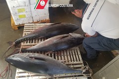 Guardia Costiera in azione nella Bat: allerta per i prodotti ittici provenienti dall'estero