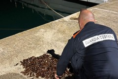 Operazione della Guardia Costiera a tutela della filiera della pesca, ecco i risultati nella Bat