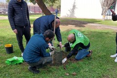 3Place dona alberi alla scuola primaria "Antonio Mariano"