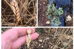 Grandinate e siccità: per gli eventi estremi la Puglia perde in agricoltura il 21% della produzione e il 6,2% in valore