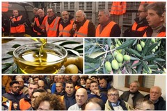 Crisi olivicola: il mondo agricolo mobilitato in cerca di soluzioni