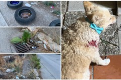 Cane di piccola taglia ferito da branco di randagi nella "terra di nessuno" della zona Pip