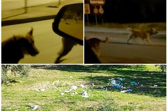 Branco di cani randagi tenta di assalire un uomo nei pressi di via Tirana, zona via Bisceglie