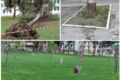 Alberi abbattuti e cura del verde: parole "pesanti" all'indirizzo dell'ecologista Nicola Montepulciano
