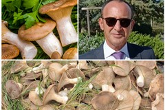 Raccolta funghi: le regole, al via il corso con il dottor Vincenzo Massaro della Asl Bt