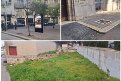 Alberi rinsecchiti in centro e nei parchi: Andria paga per gli anni di scarsa manutenzione