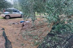 Tentato furto di olive in contrada Ponte Liso, intervento delle Guardie Campestri