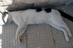 Violenze nei confronti di alcuni gatti nei pressi di viale Orazio: uno è morto l'altro è rimasto ferito