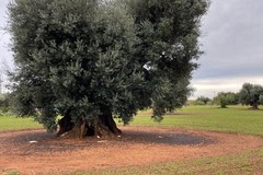 Crolla la produzione di olio d'oliva pugliese mentre crescono i costi e diminuiscono i ricavi