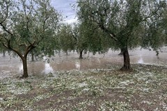 Grandine sulla Puglia, Sicolo (CIA Puglia): “Un disastro, c’è chi ha perso tutto”