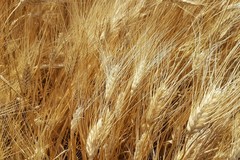 Guerra in Ucraina: crollati i prezzi del grano. In Puglia è costato produrlo 300€/ad ettaro in più