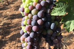 Siccità, vendemmia 2017: raccolta anticipata almeno di una settimana