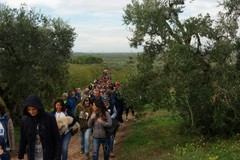 Consiglio regionale: approvata all’unanimità la disciplina dell’oleoturismo