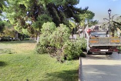 Un albero per amico, la Multiservice all'Orto Botanico al Santuario di Santa Maria dei Miracoli