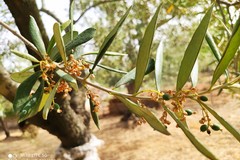 Gran caldo: preoccupano le previsioni della prossima campagna di raccolta delle olive
