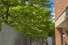 Chiesa San Paolo Apostolo, alberi troppo "invasivi": i residenti ne chiedono la potatura