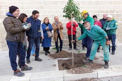 Nuovi alberi vicino al Cimitero, iniziativa a cura dell'Andria Multiservice