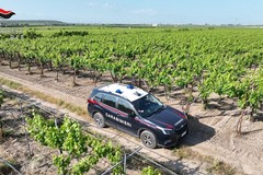 Furto di 15 quintali di uva, tre arresti ad Andria