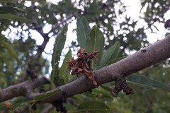 Xylella: al via l’eradicazione dei mandorli abbandonati per tutelare l’agricoltura regionale