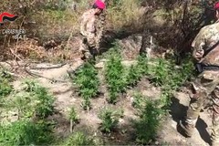 I Carabinieri di Andria scoprono piantagione di canapa indiana della varietà “afgana”