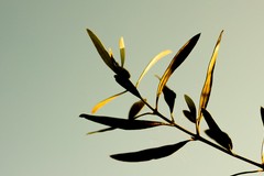 Xylella: oggi l'espianto dell'ulivo infetto a Minervino. Sorveglianza nella zona infetta