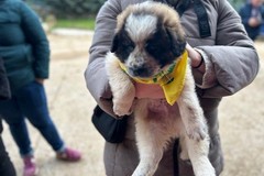 Sant'Antonio: Coldiretti Puglia, cresce amore per animali da affezione; nella regione sono 731mila