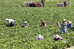 Politica agricola comune, la Regione istituisce il tavolo regionale del partenariato