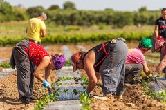 Flai Cgil Puglia: "Bene il divieto di lavoro nelle ore più calde, ma serve sistema stabile di tutele"