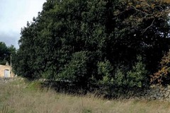 Il Leccio di Masseria Finizio Tannoia tra i 216 gli alberi monumentali della Puglia, censiti nell’Albo Verde Nazionale