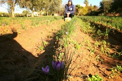 Dalla Regione Puglia più di 1,2 miliardi di euro per sostenere l'agricoltura pugliese