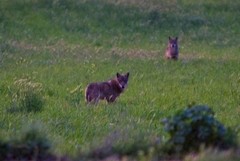 Anche il territorio dell'Alta Murgia ricompreso nel progetto pilota “Wolf Puglia”