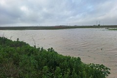 Maltempo, Coldiretti Puglia: gelo e nubifragi convivono con mimose in fiore
