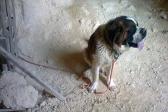 Cani morti ritrovati nelle campagne di Andria: "Potrebbero essere stati avvelenati"