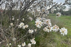 Inverno con temperature miti: fioriscono le mimose ed i mandorli