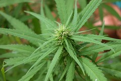 Cannabis leggera: "Pronta proposta di legge per distanziometro da scuole"